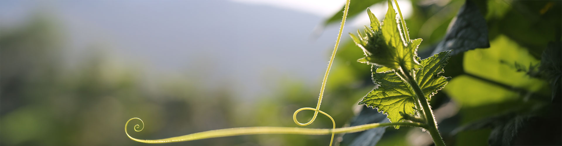 cultivation
