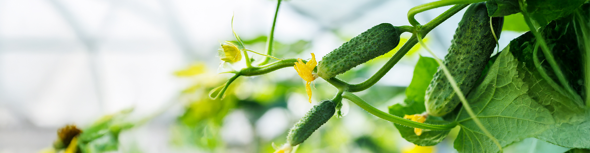 gherkins