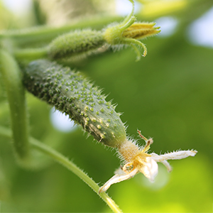 varieties gherkin