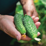 Gherkins