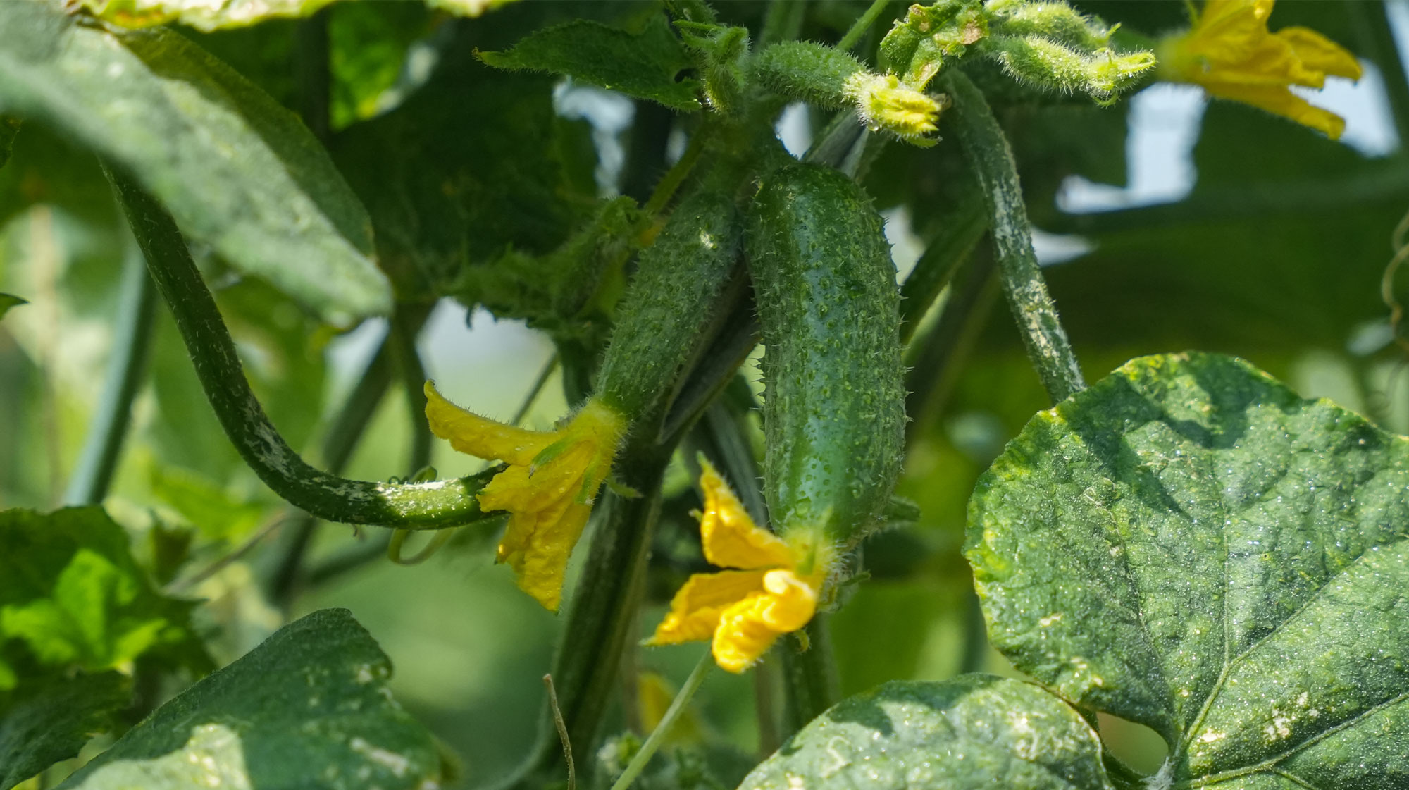 Gherkins – Nature’s Crunch in Every Bite